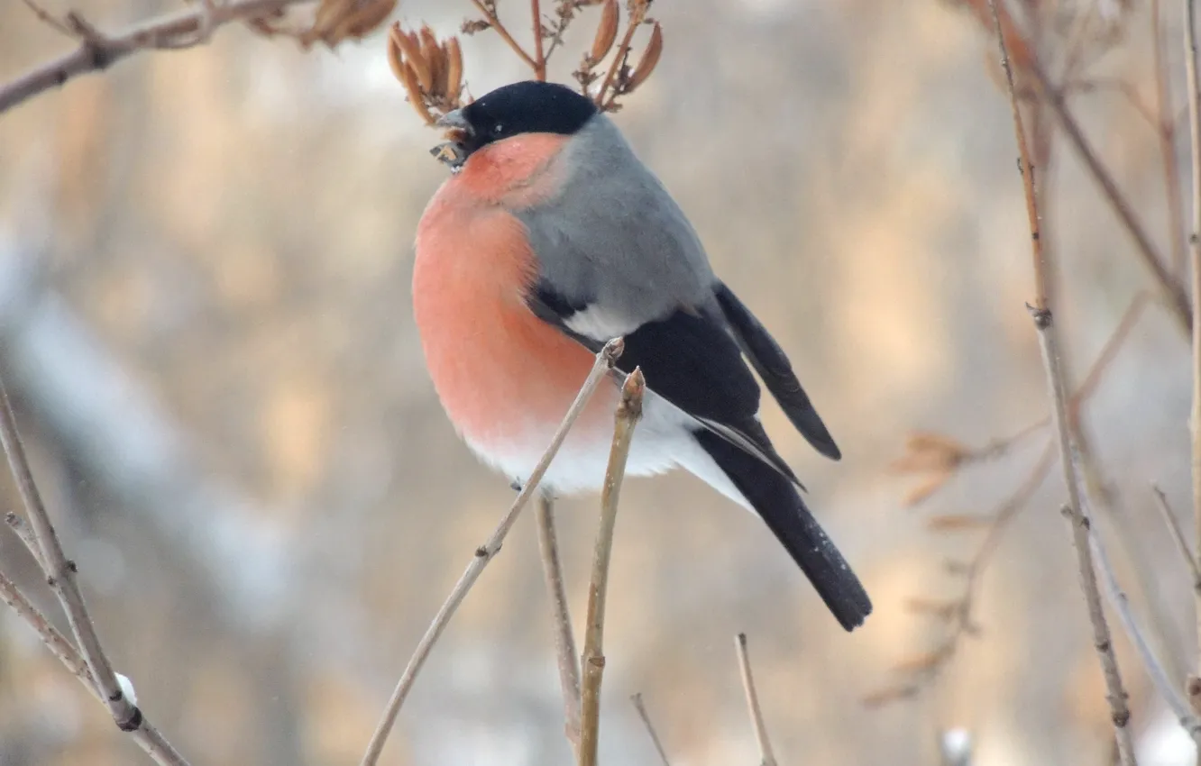 Фото обои зима, макро, птица, еда, ветка, снегирь