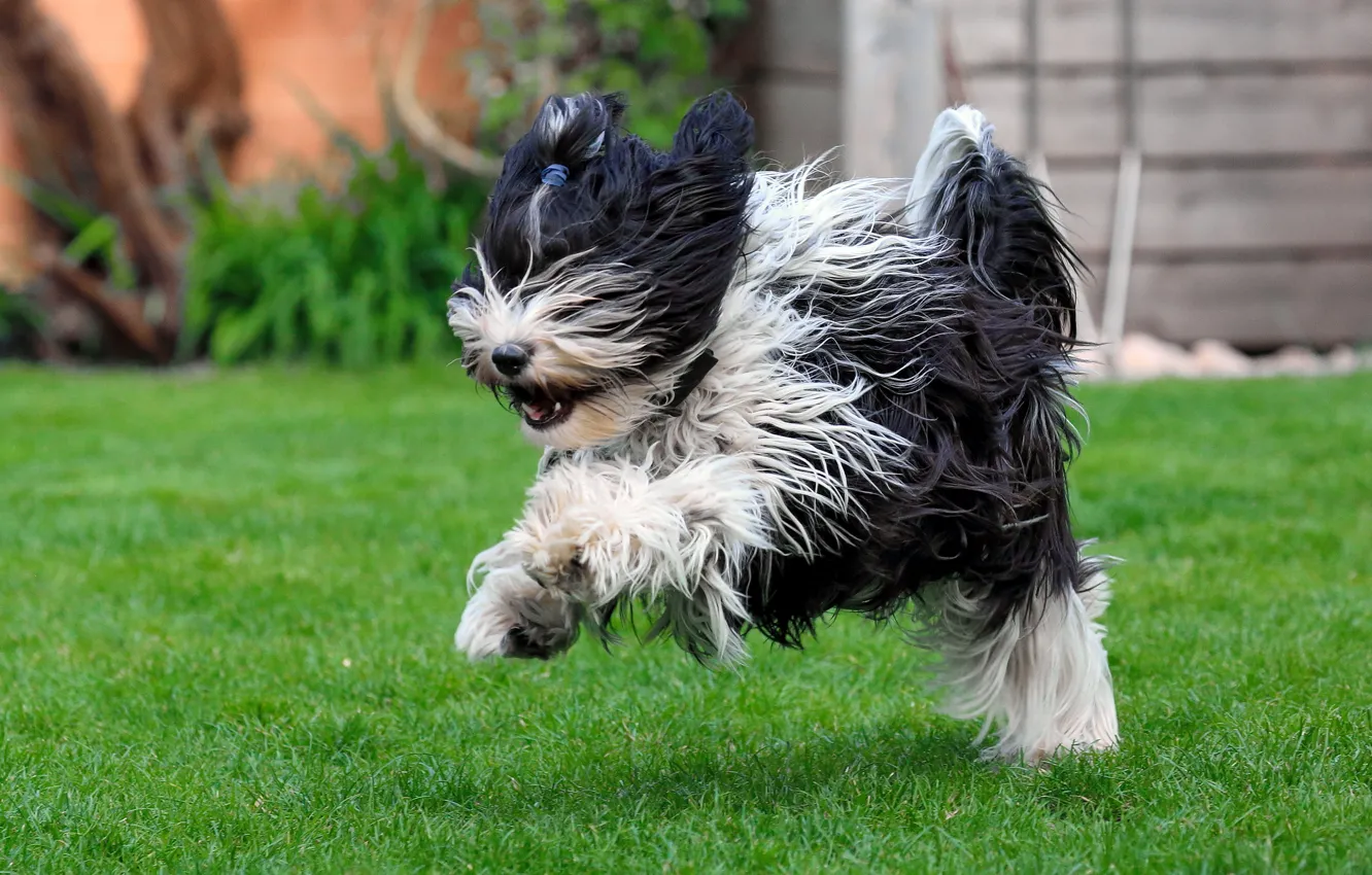 Фото обои трава, друг, собака, бежит