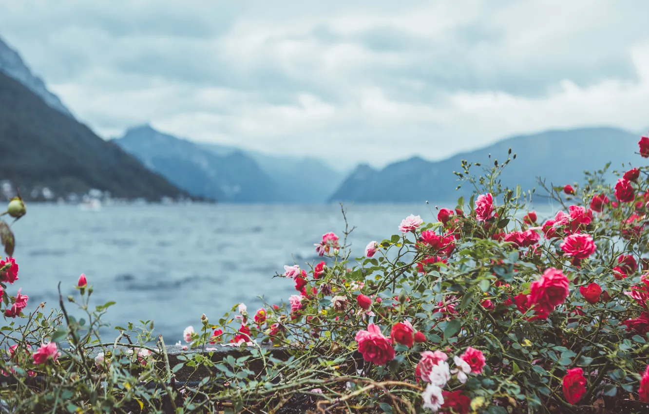 Фото обои цветы, горы, куст, розы