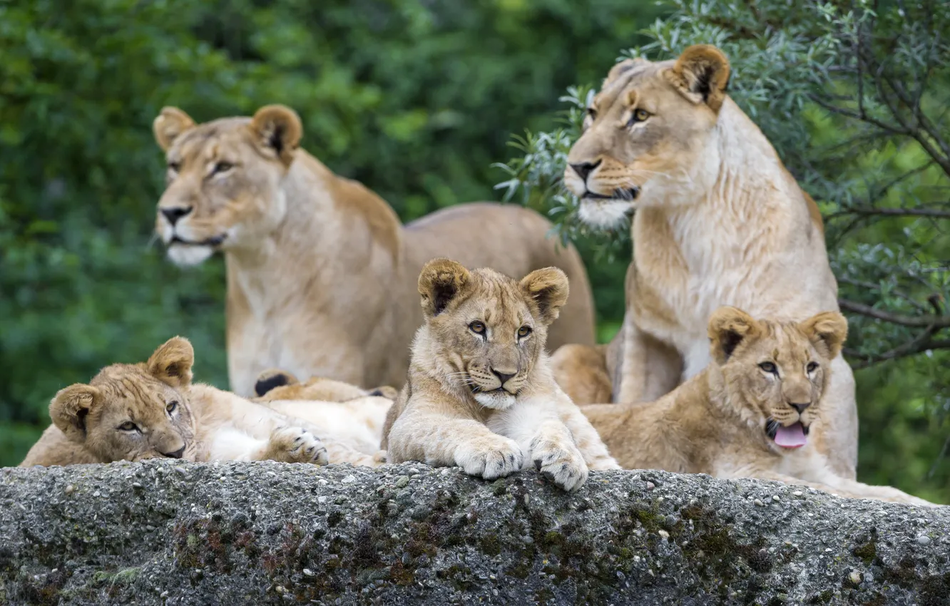 Фото обои язык, кошки, камень, семья, львята, львица, зевает, ©Tambako The Jaguar