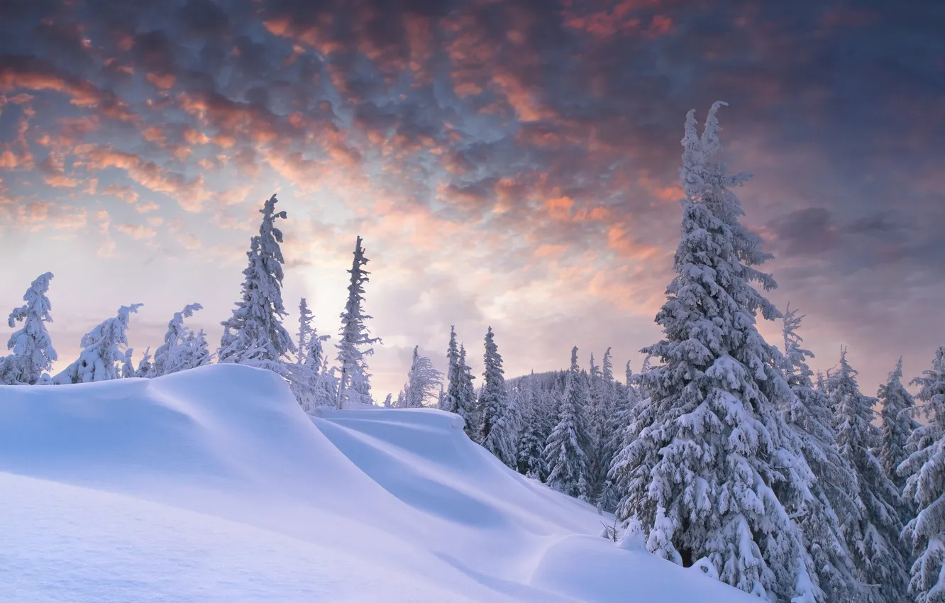 Фото обои зима, лес, облака, рассвет, сугробы, ёлки