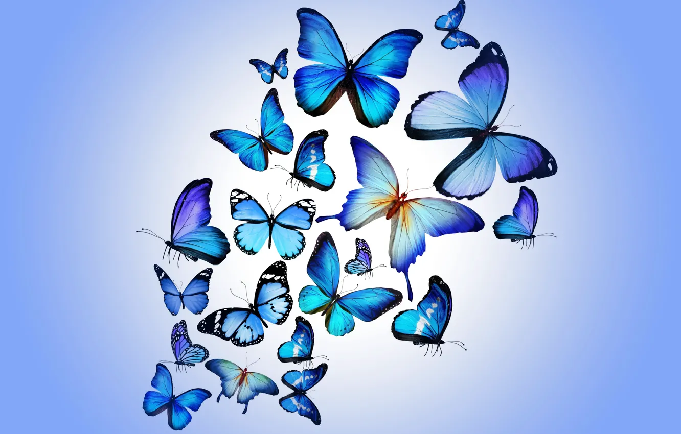Фото обои бабочки, colorful, blue, butterflies, design by Marika