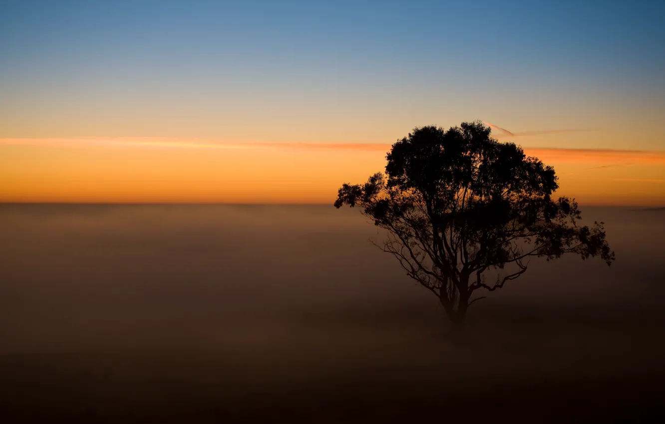 Фото обои nature, cloud, tree