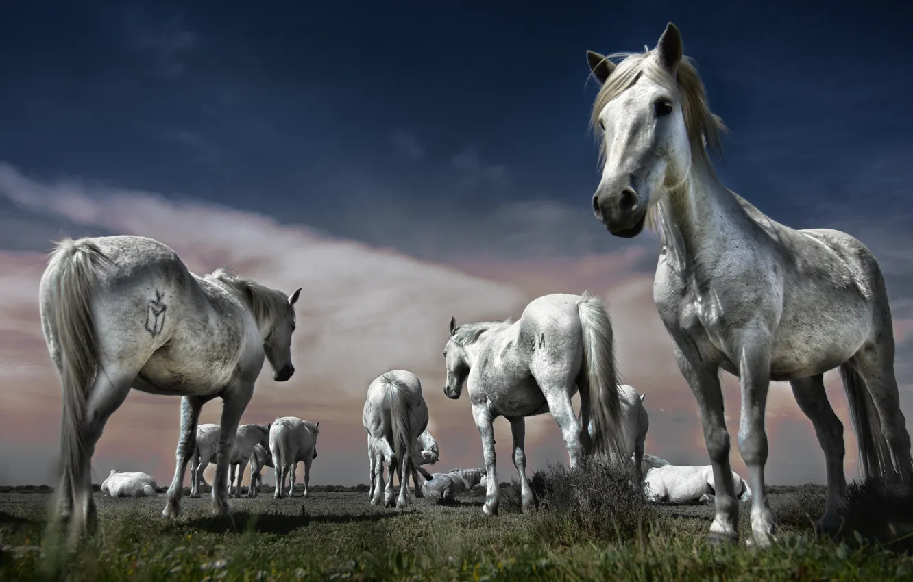Фото обои поле, лето, небо, трава, морда, облака, синева, лошадь