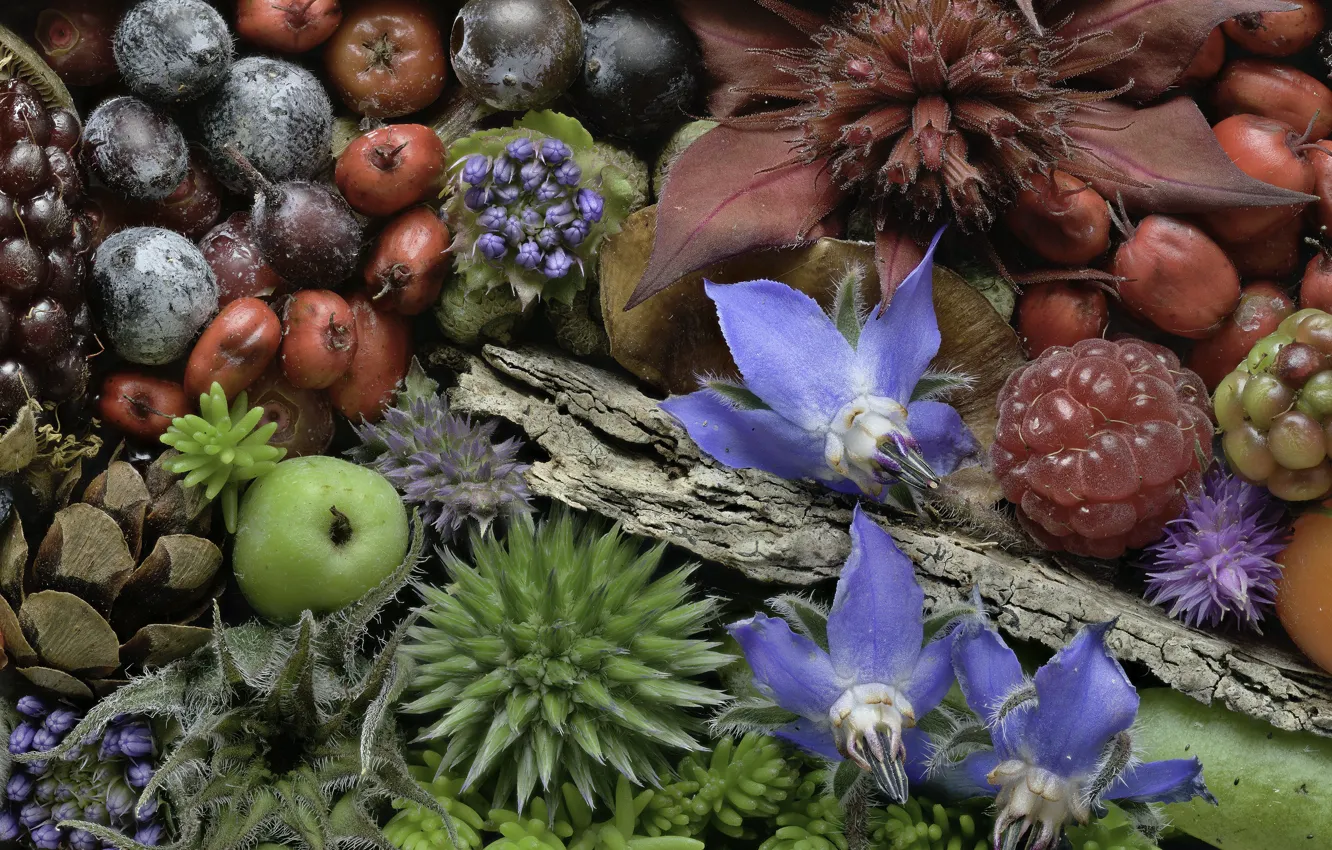 Фото обои макро, цветы, ягоды, растения, бутоны, Martin Dollenkamp