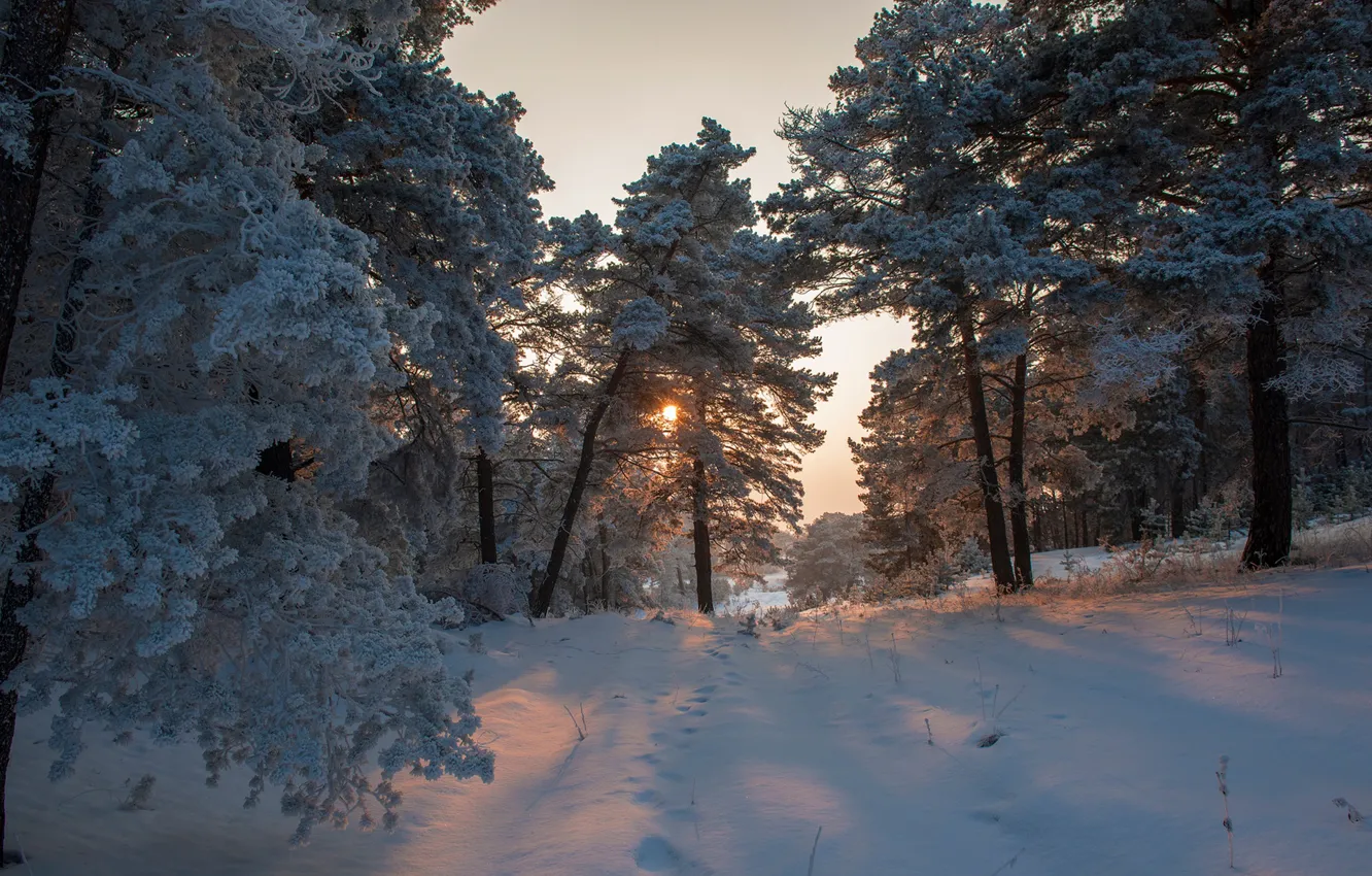 Фото обои лес, снег, сосны