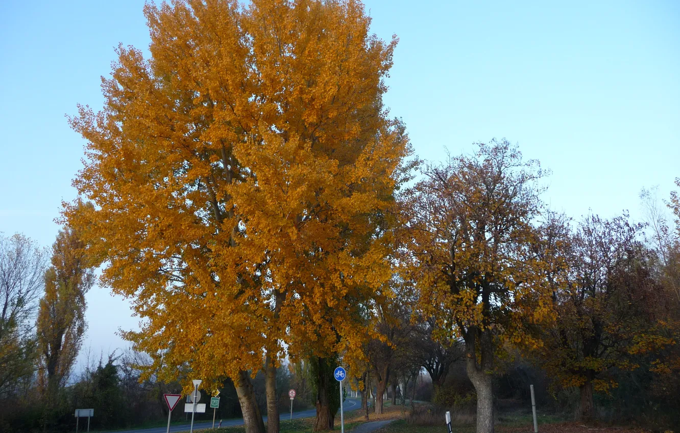 Фото обои дорога, осень, деревья, road, trees, Autumn, fall