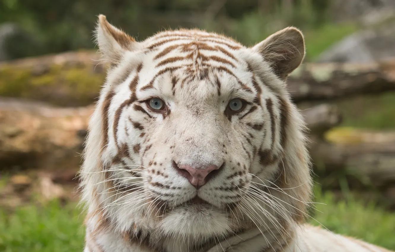 Фото обои кошка, морда, белый тигр