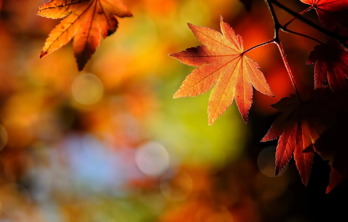 Фото обои осень, природа, лист, leaf, japanese, maple