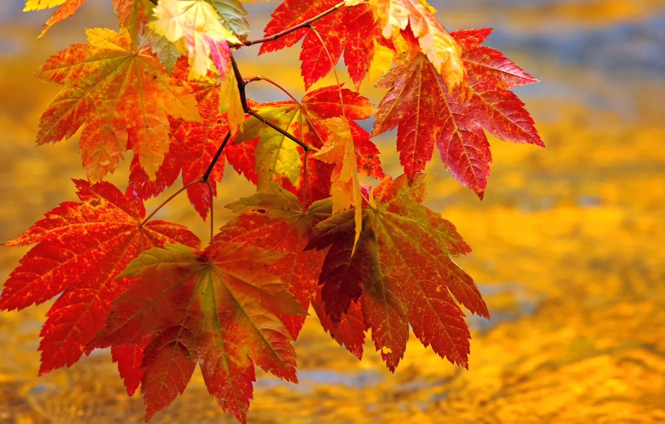 Фото обои осень, листья, природа, ветка, клен