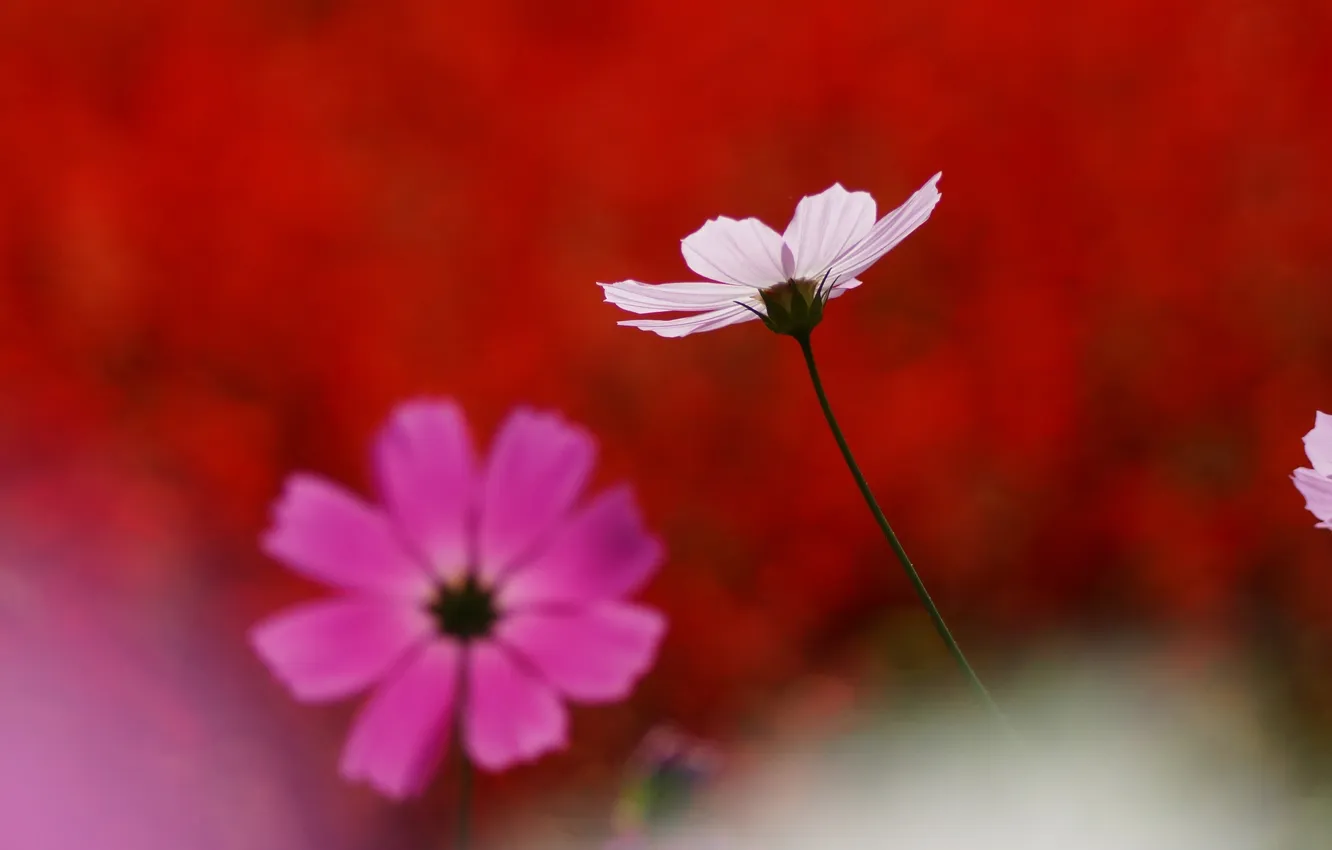 Фото обои белый, макро, цветы, розовый, космея