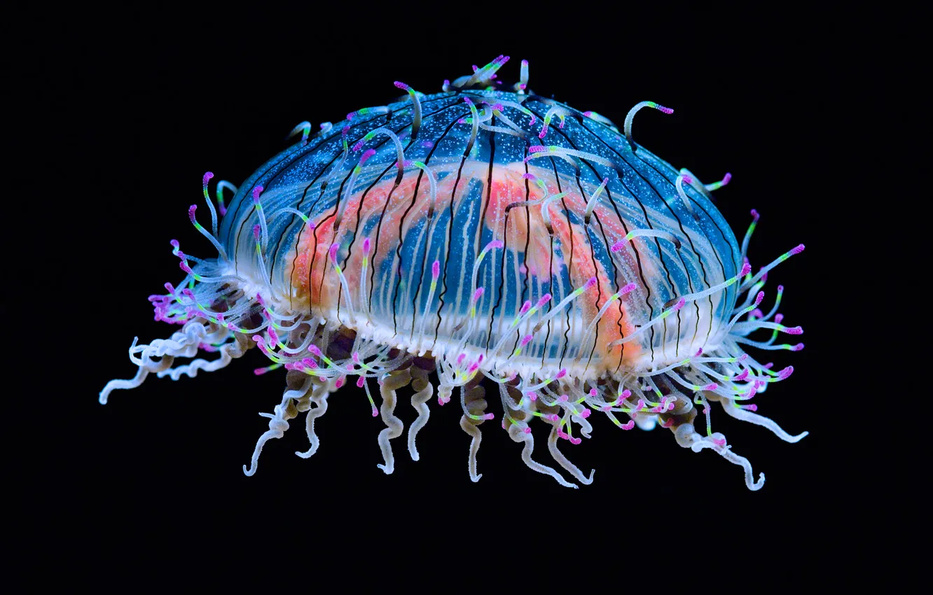 Фото обои краски, медуза, щупальца, Калифорния, США, Монтерей, Monterey Bay Aquarium