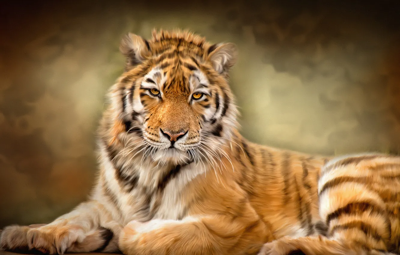 Фото обои тигр, текстура, дикая кошка