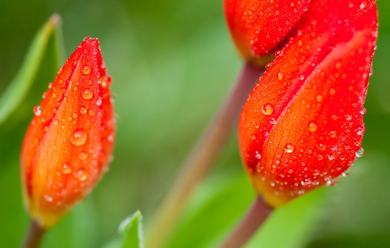 Фото обои роса, тюльпаны, красные