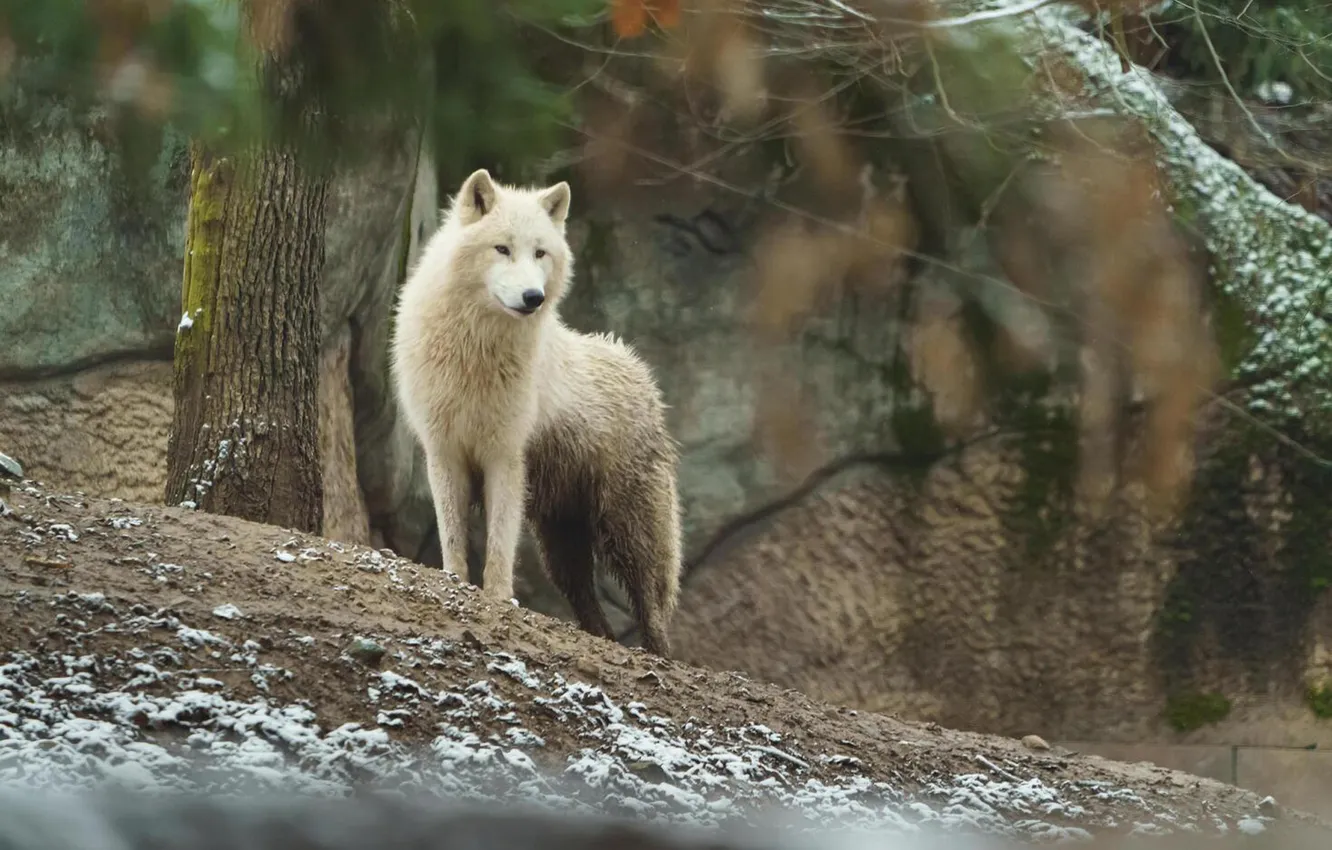 Фото обои nature, face, animal, wolf, wildlife, head, fur, mammal