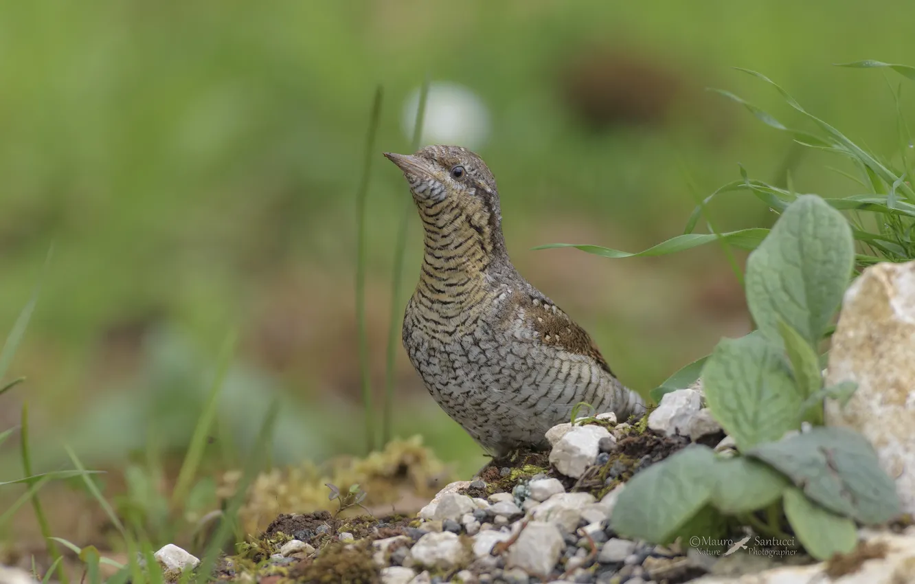 Фото обои трава, природа, птица