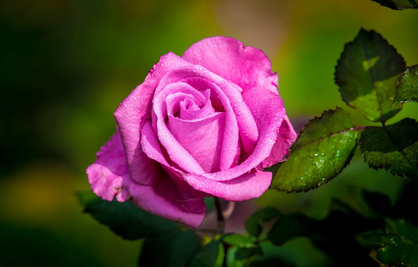 Фото обои капли, розовая, роза