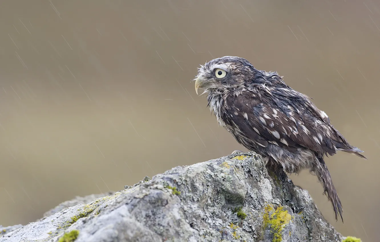 Фото обои скала, дождь, сова, птица, камень, мох, мокрая, птенец