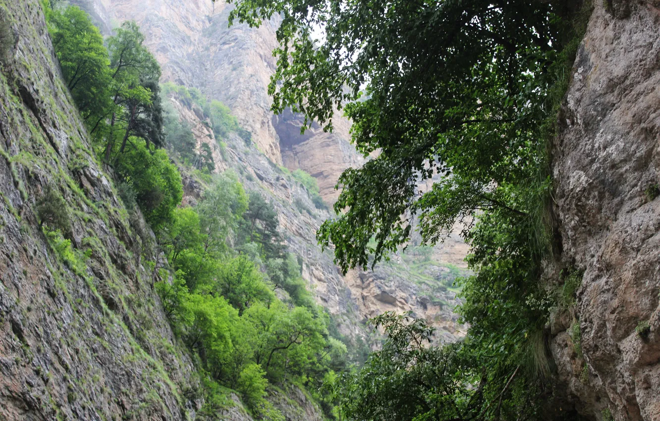 Фото обои зелень, гора, ущелье