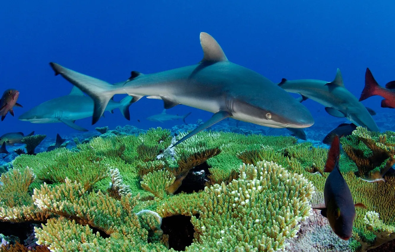 Фото обои море, рыбы, кораллы, акулы, подводный мир