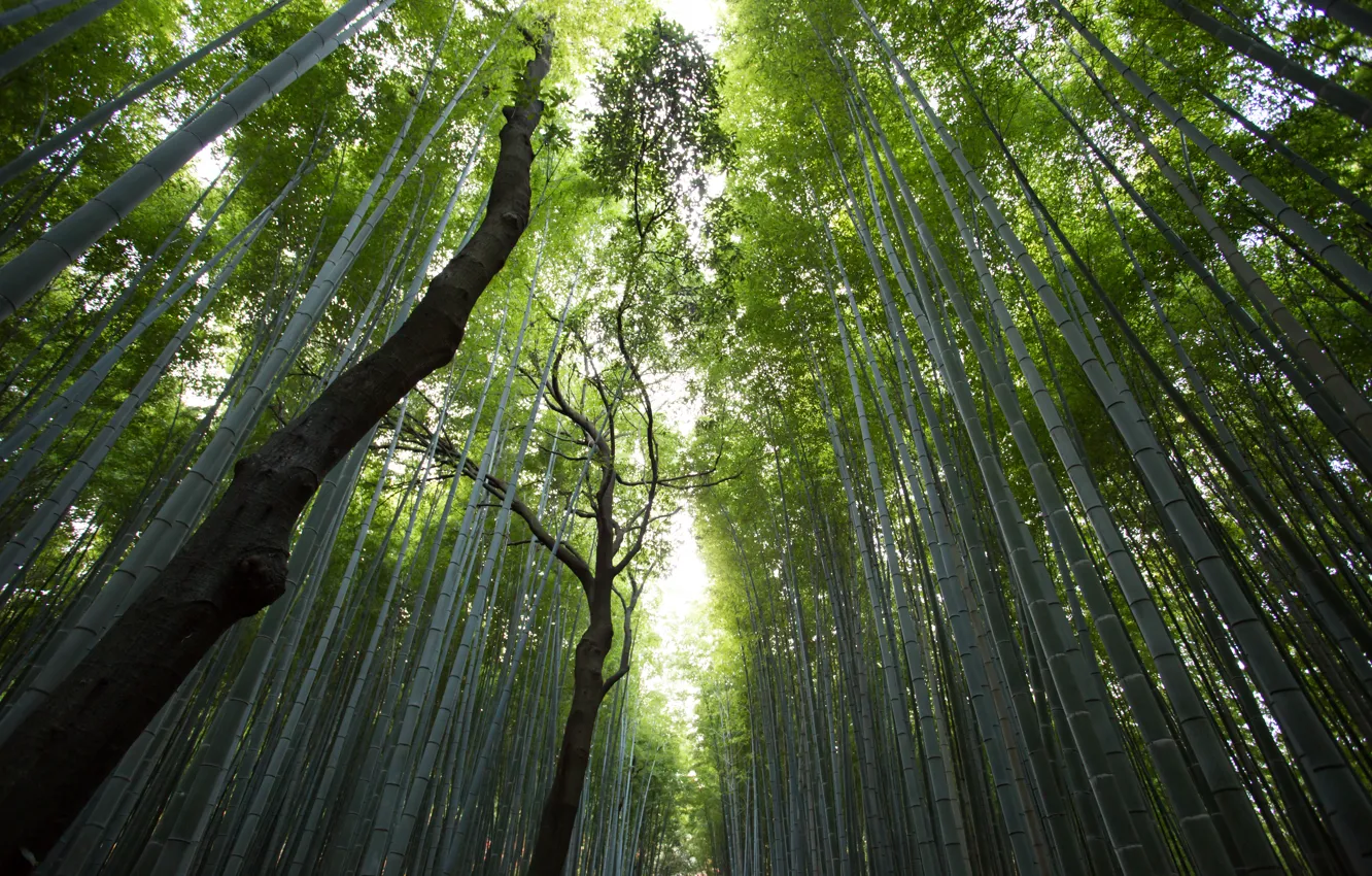 Фото обои лес, стволы, вершины, бамбук, просвет, бамбуковый