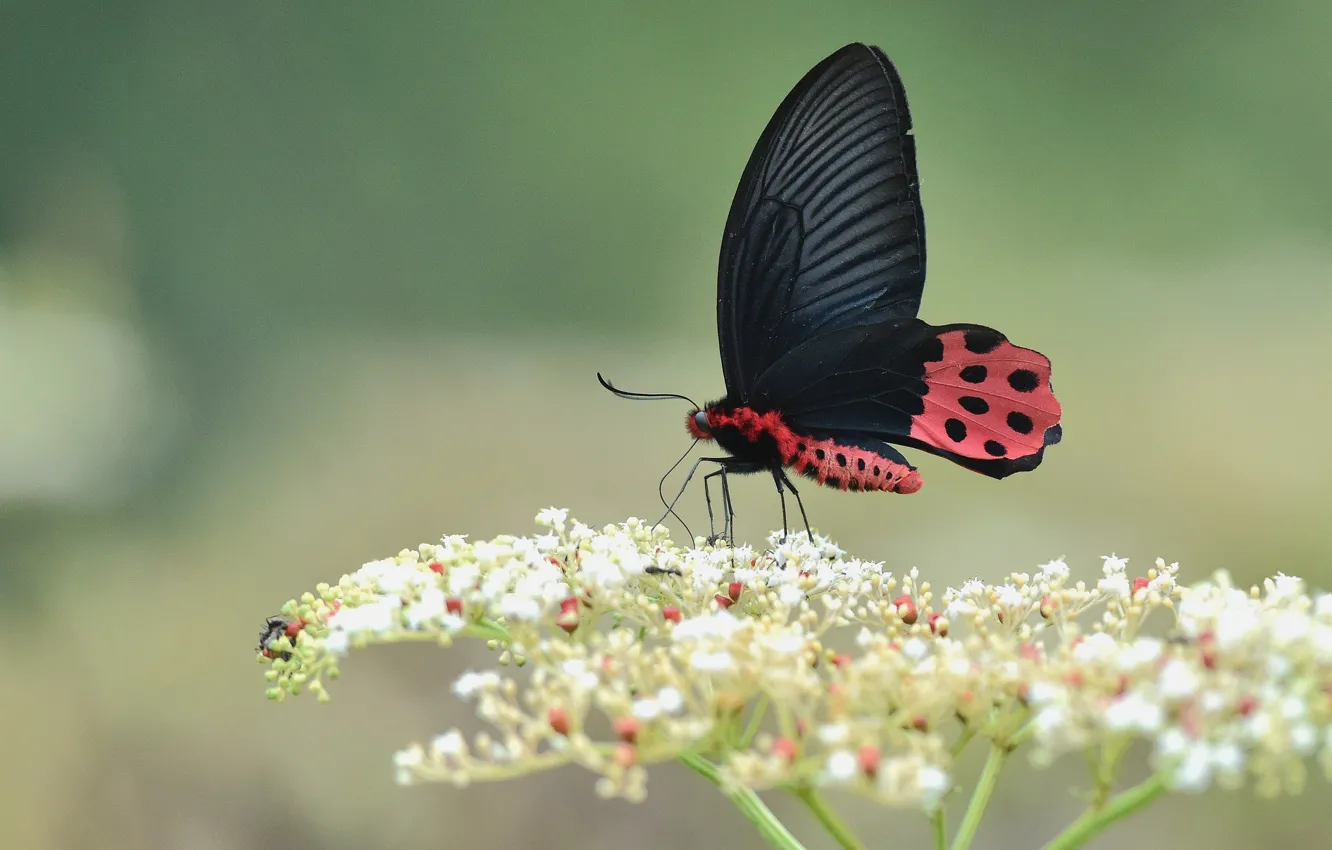 Фото обои flower, wings, butterfly