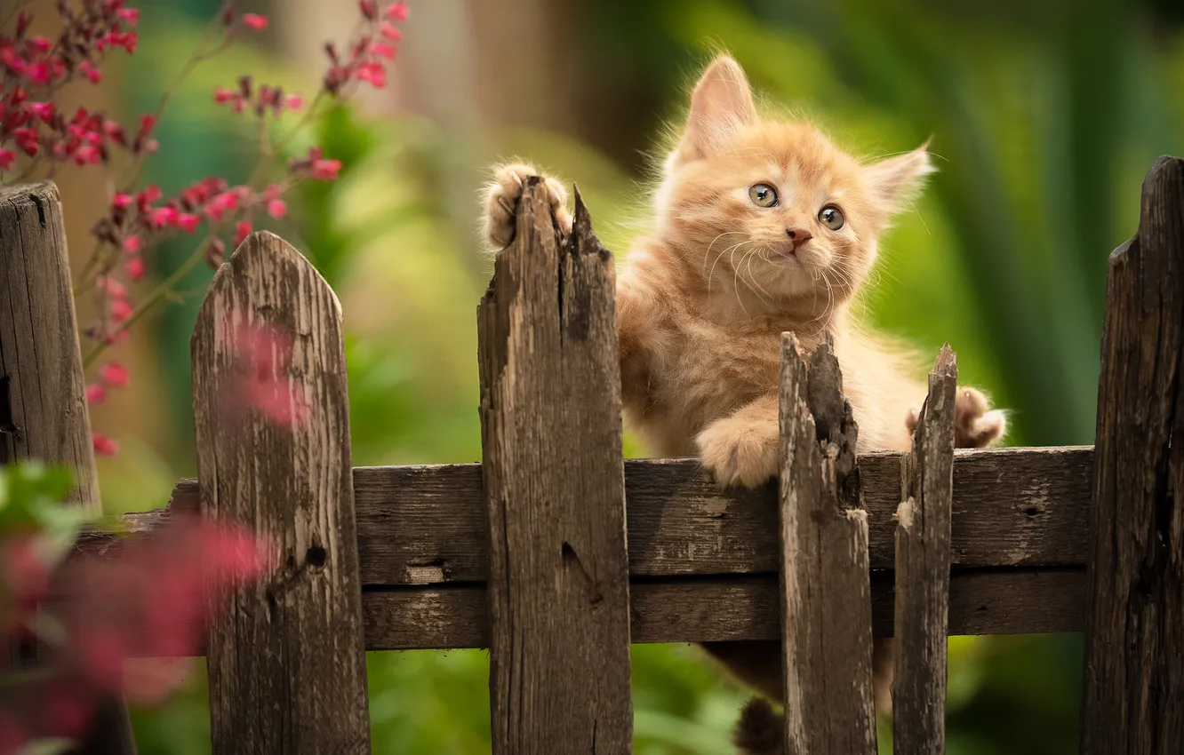 Фото обои забор, малыш, рыжий, котёнок, Юрий Коротун