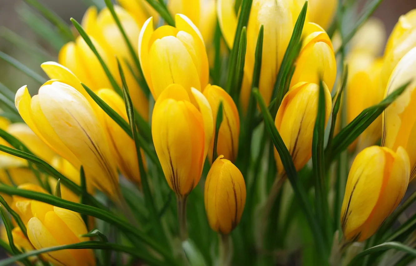 Фото обои желтый, весна, крокусы