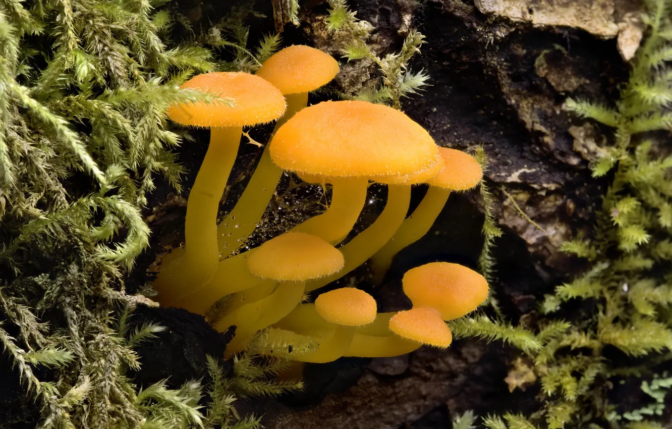 Фото обои грибы, мох, Martin Dollenkamp