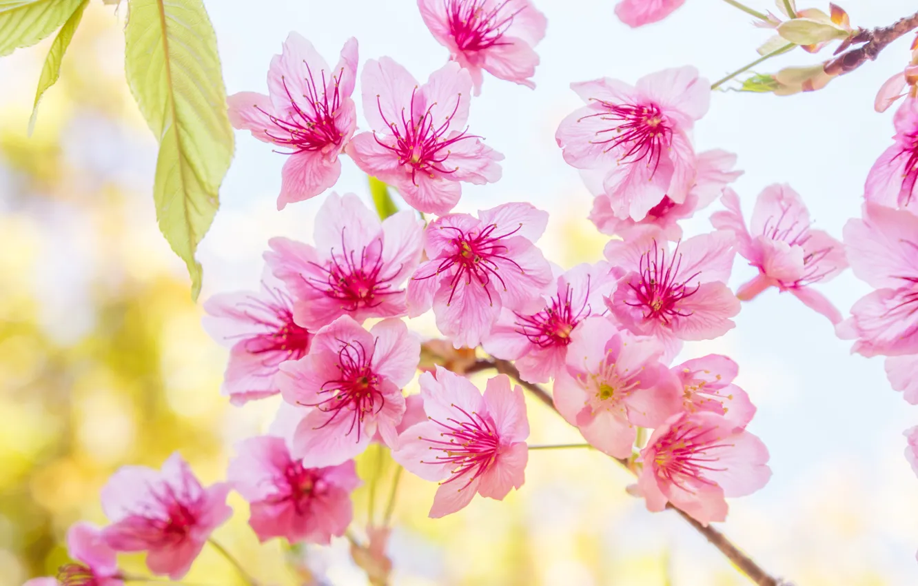 Фото обои ветки, весна, сакура, цветение, pink, blossom, sakura, cherry