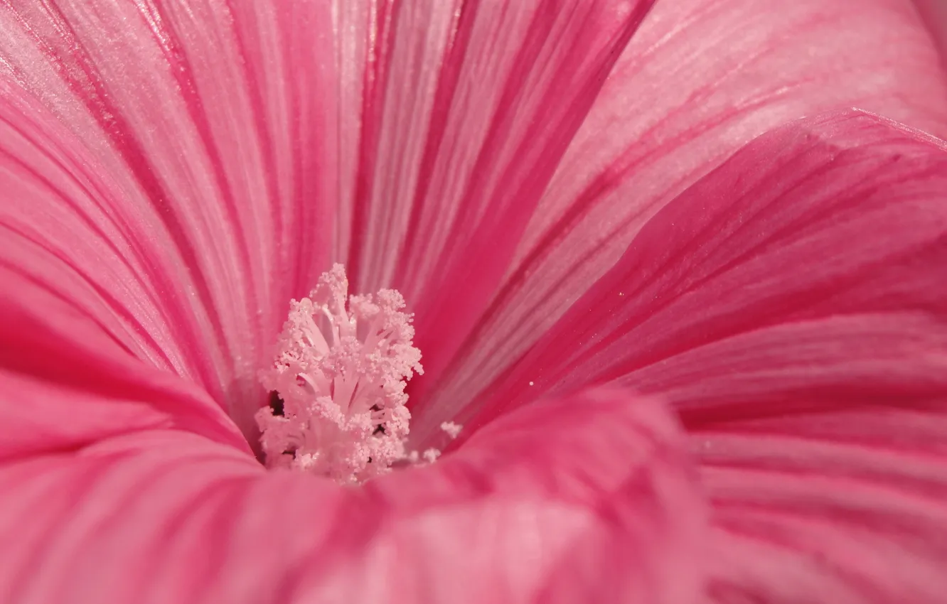 Фото обои цветок, макро, розовый