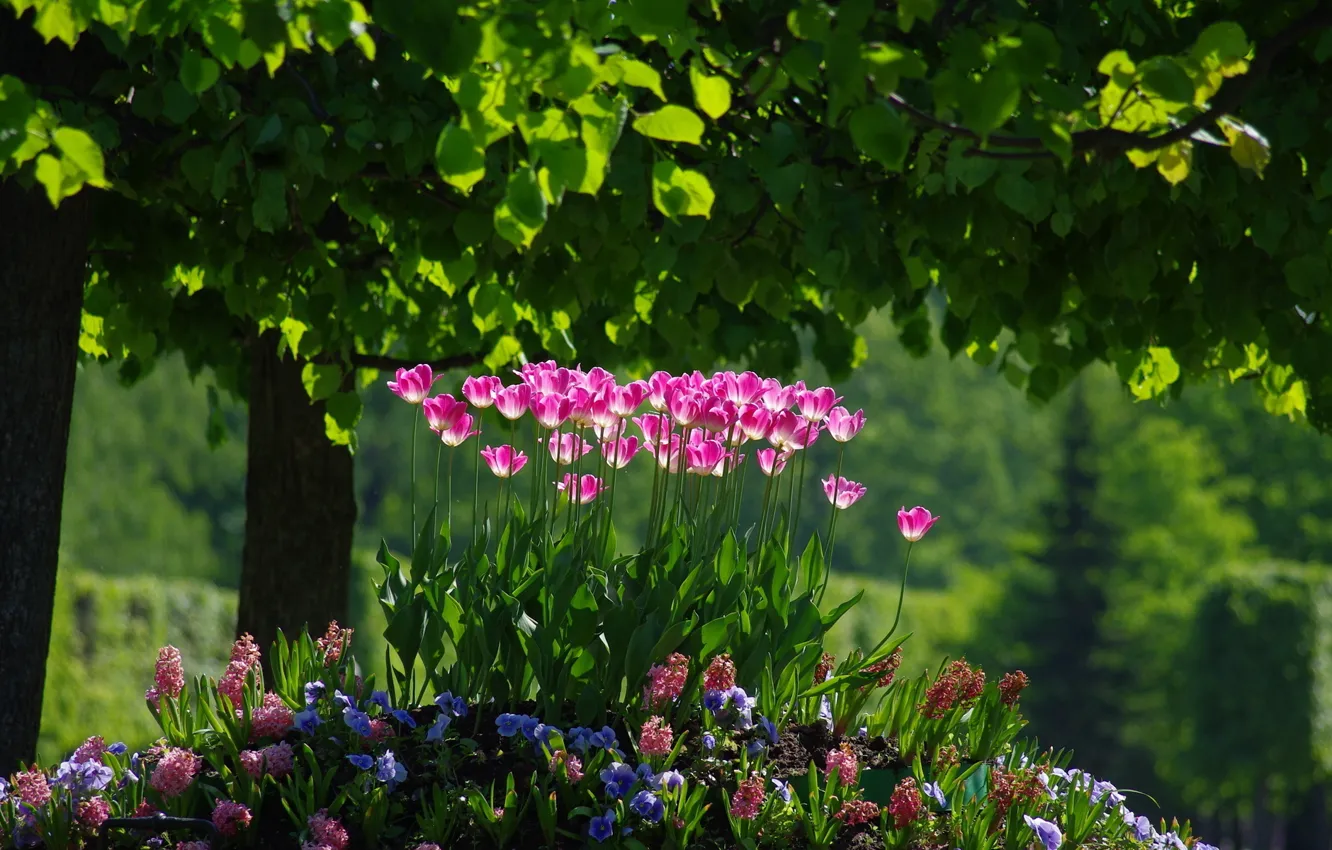 Фото обои весна, тюльпаны, клумба