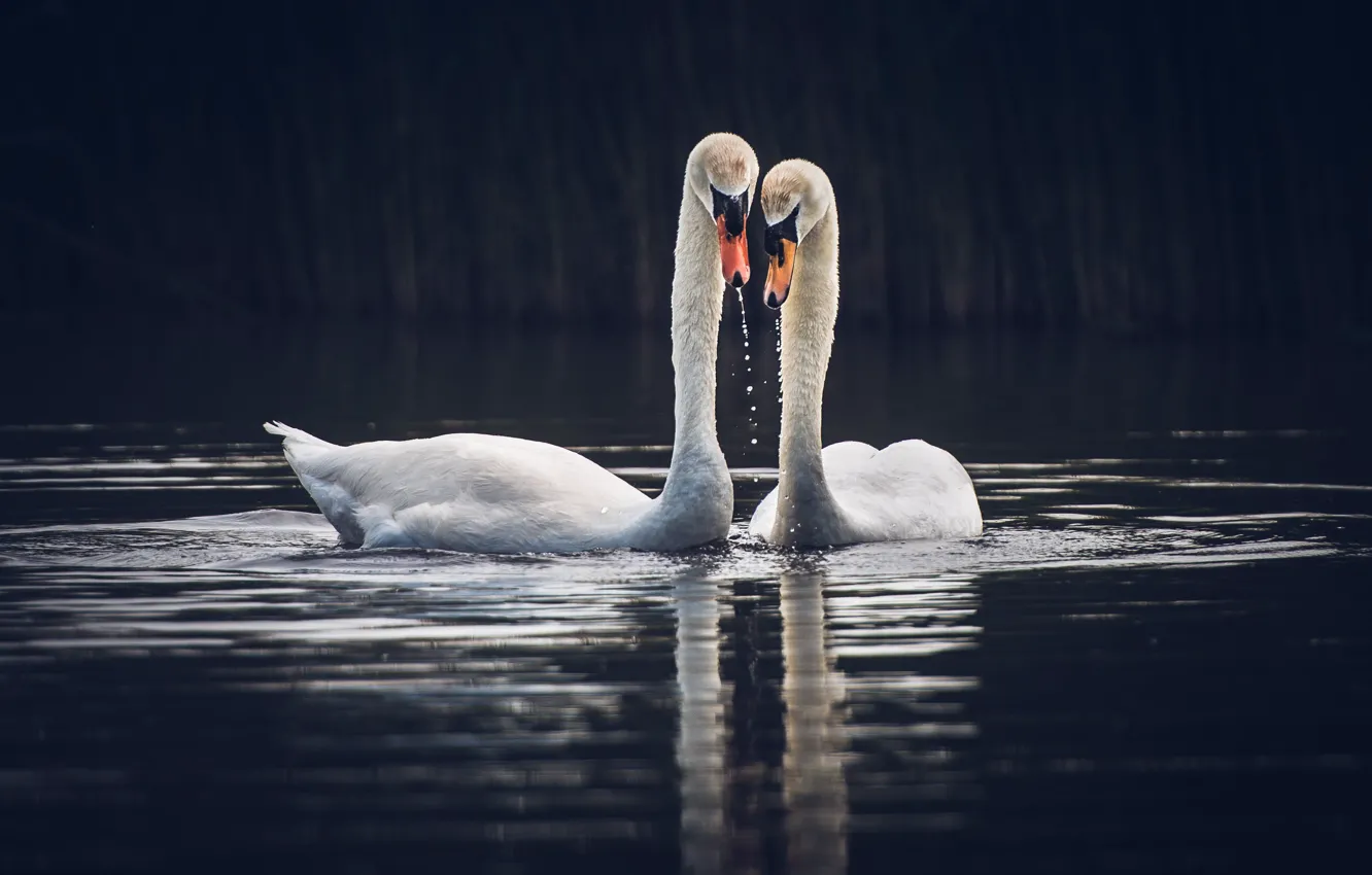 Фото обои птицы, озеро, лебеди