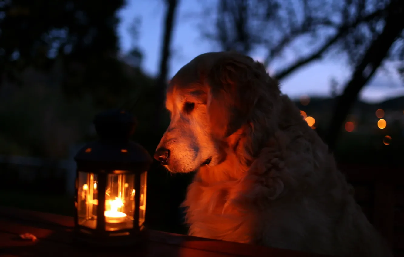 Фото обои ночь, собака, фонарь