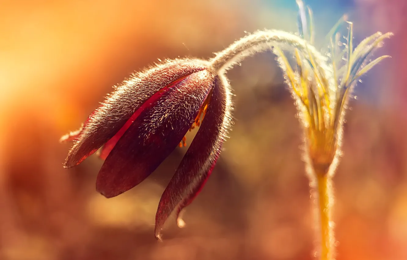 Фото обои макро, свет, цветы, цвет, сонтрава