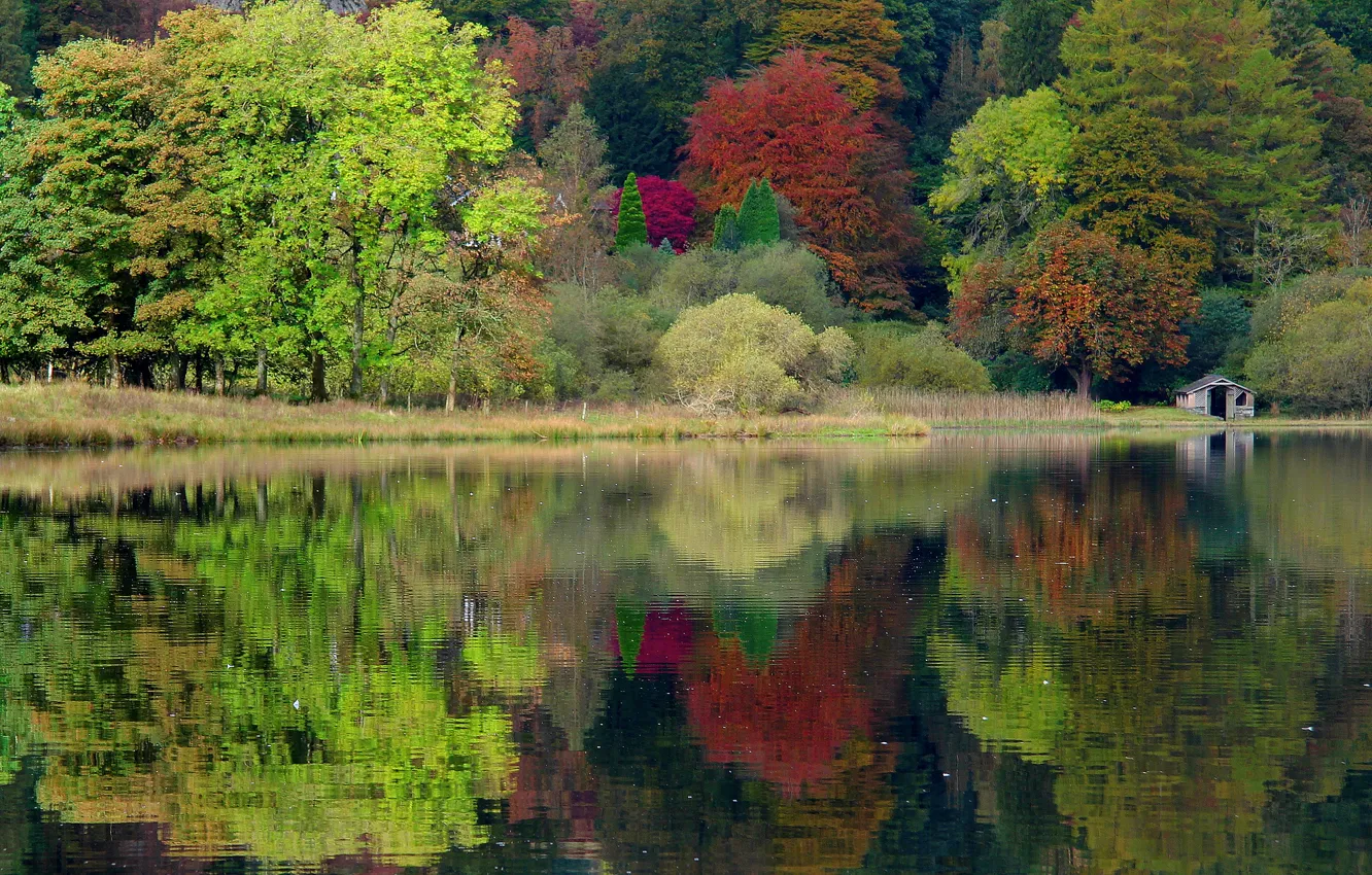 Фото обои осень, лес, деревья, природа, озеро, Англия, Великобритания, England