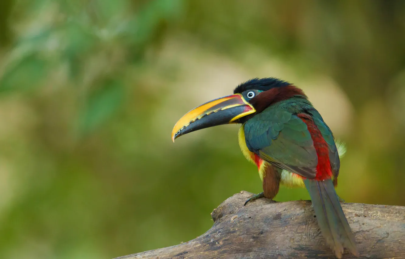Фото обои Bird, Animal, Toucan