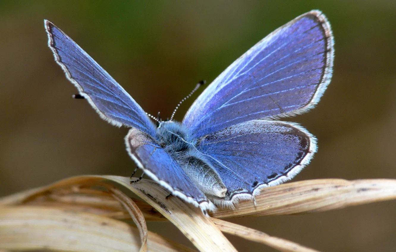 Фото обои синий, лист, Бабочка