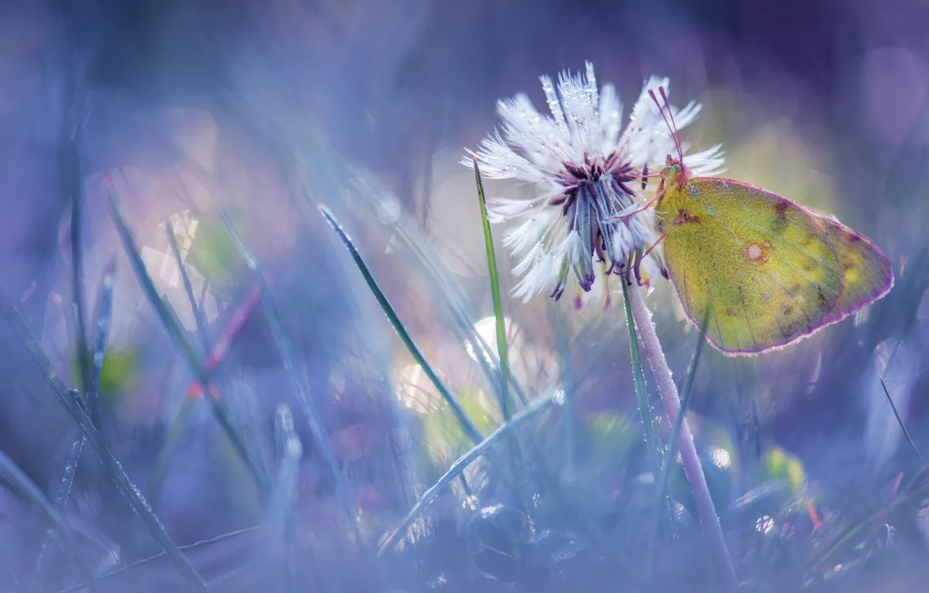 Фото обои цветок, трава, капли, макро, свет, роса, блики, одуванчик
