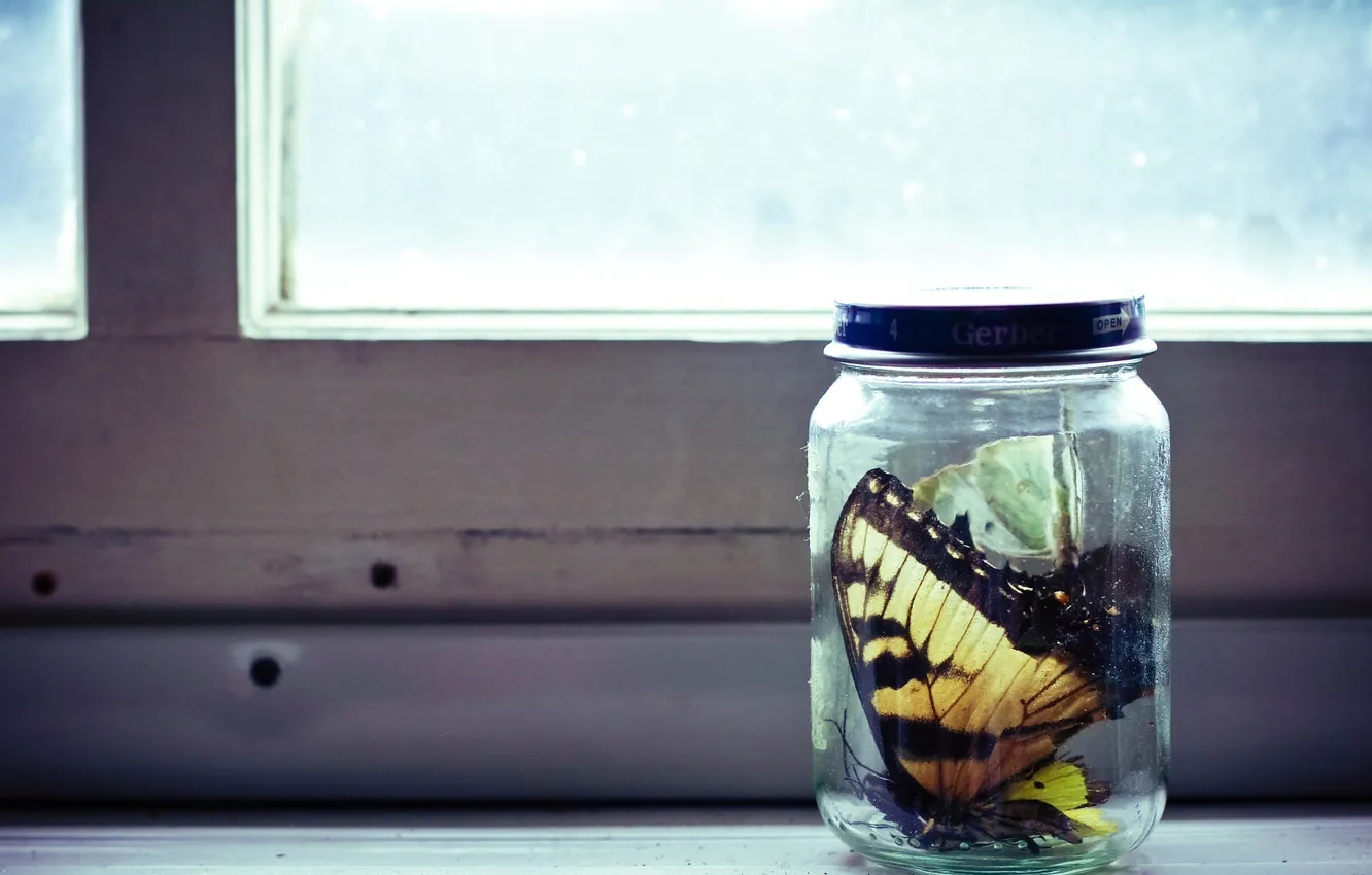 Фото обои бабочки, окно, банка, макро. стол
