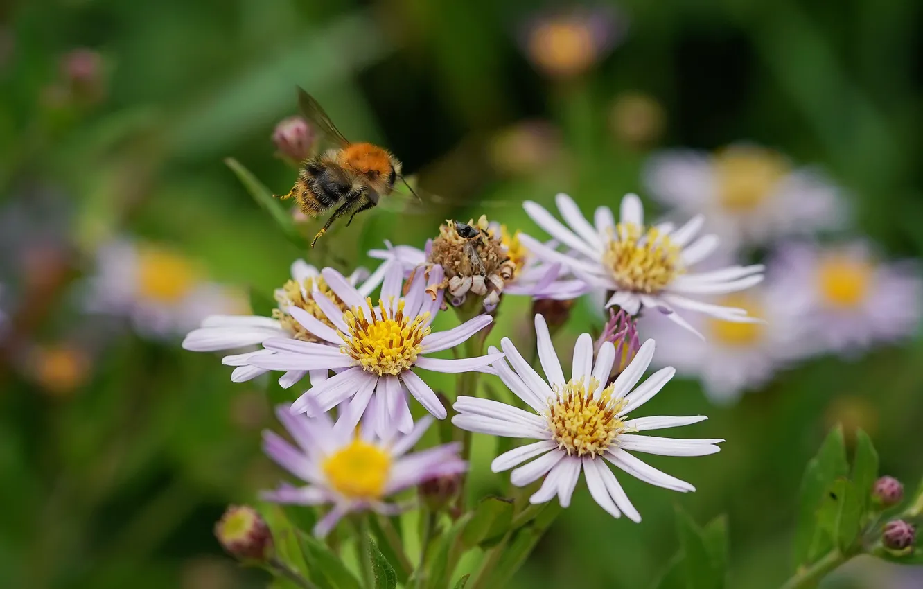 Фото обои цветы, пчела, боке