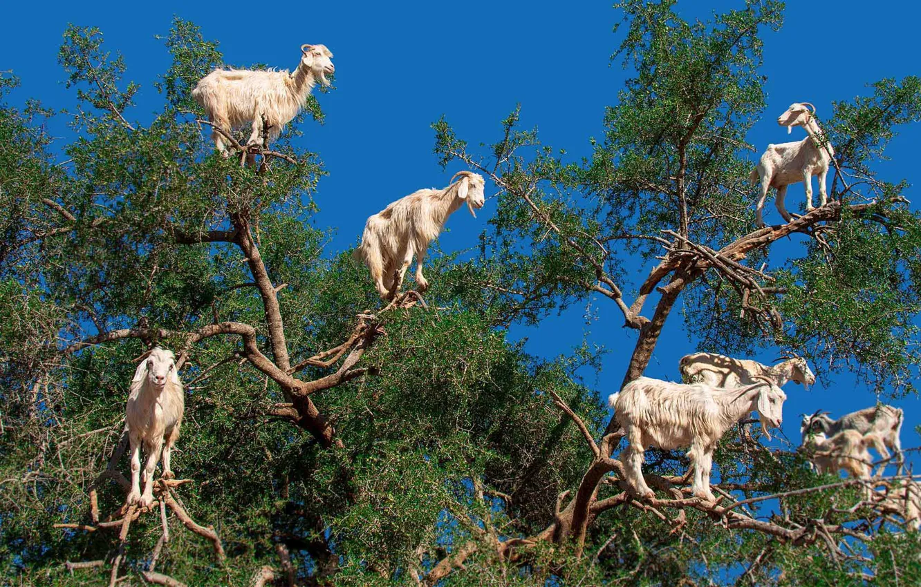 Фото обои дерево, козы, Марокко, аграния
