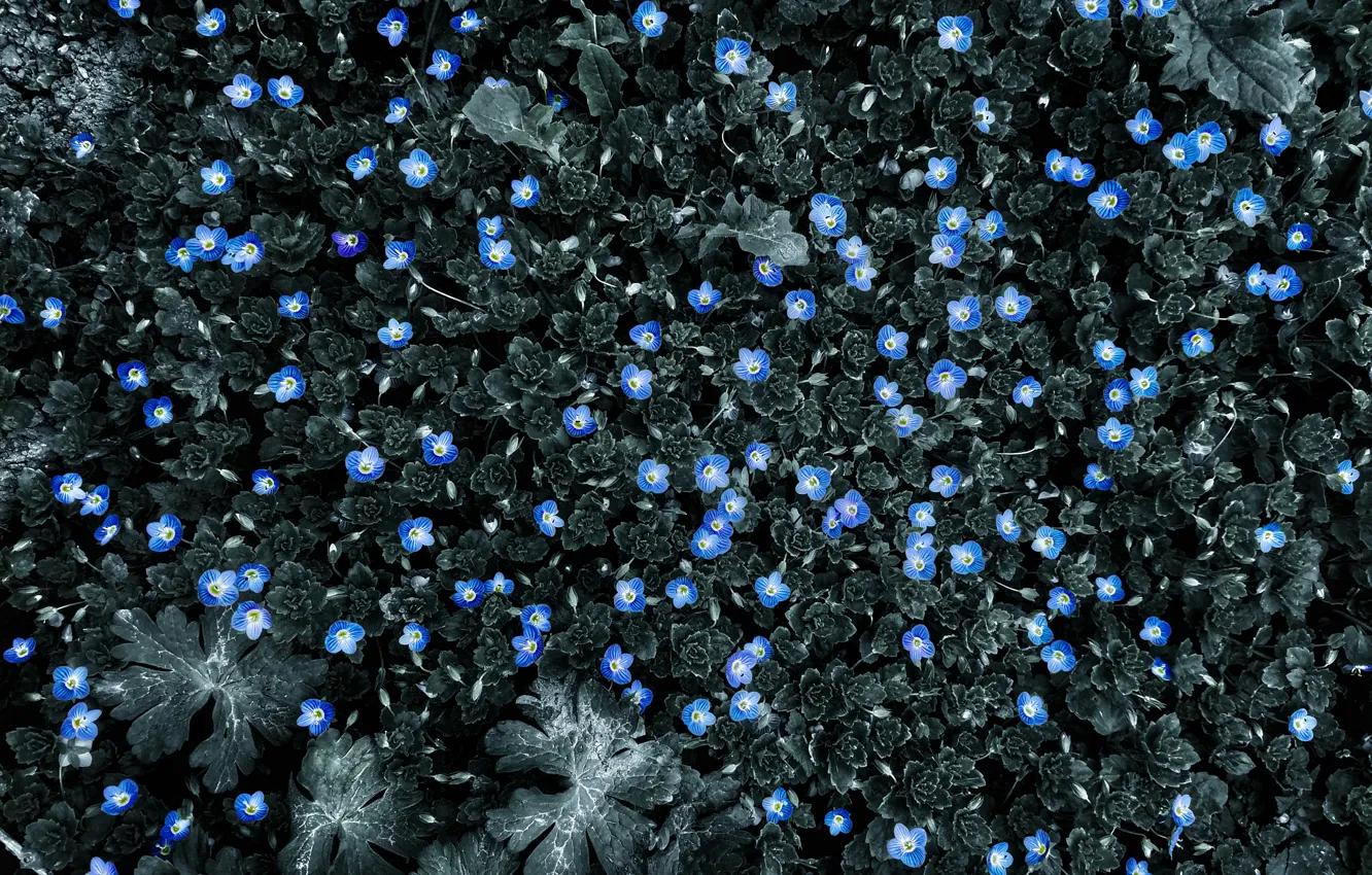 Фото обои цветы, голубой, blue, flowers, черно - белый