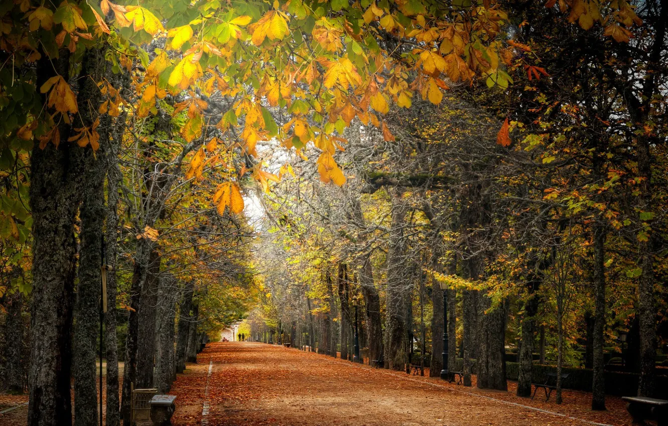 Фото обои осень, город, улица