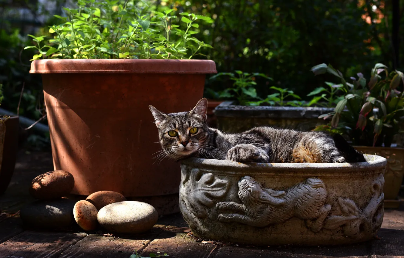 Фото обои кошка, лето, кот, взгляд, листья, природа, уют, камни