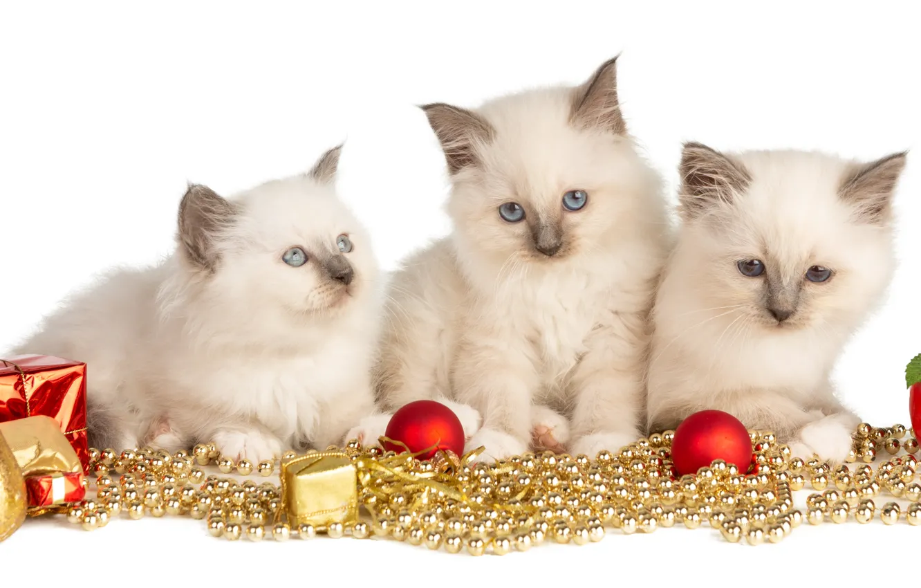 Фото обои взгляд, игрушки, новый год, котята, белые, малыши, Гирлянда