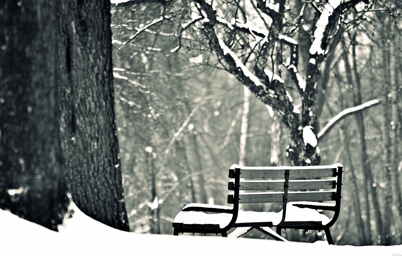 Фото обои зима, снег, деревья, скамейка, фон, widescreen, обои, настроения