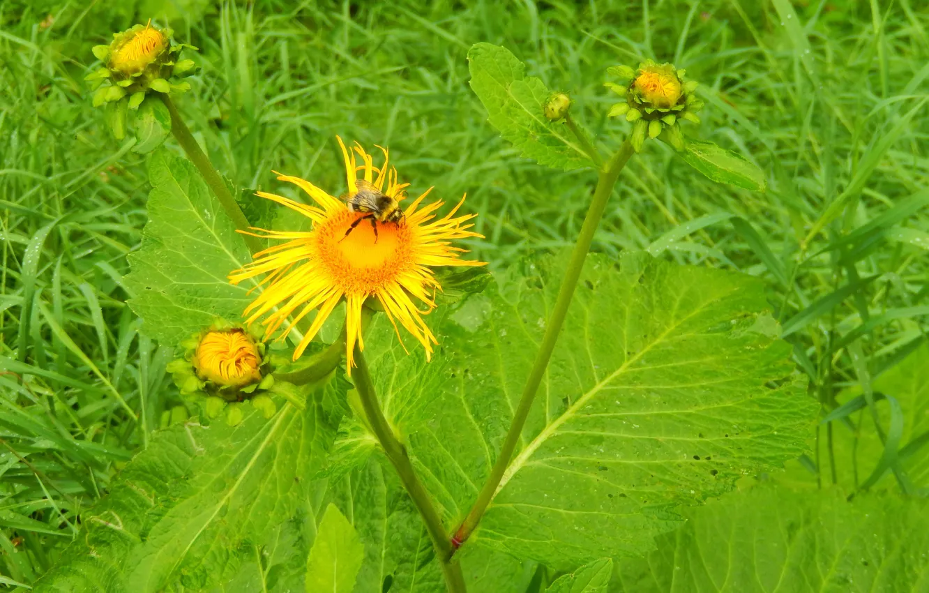 Фото обои зелень, цветок, природа, пчела, widescreen, обои, wallpaper, широкоформатные