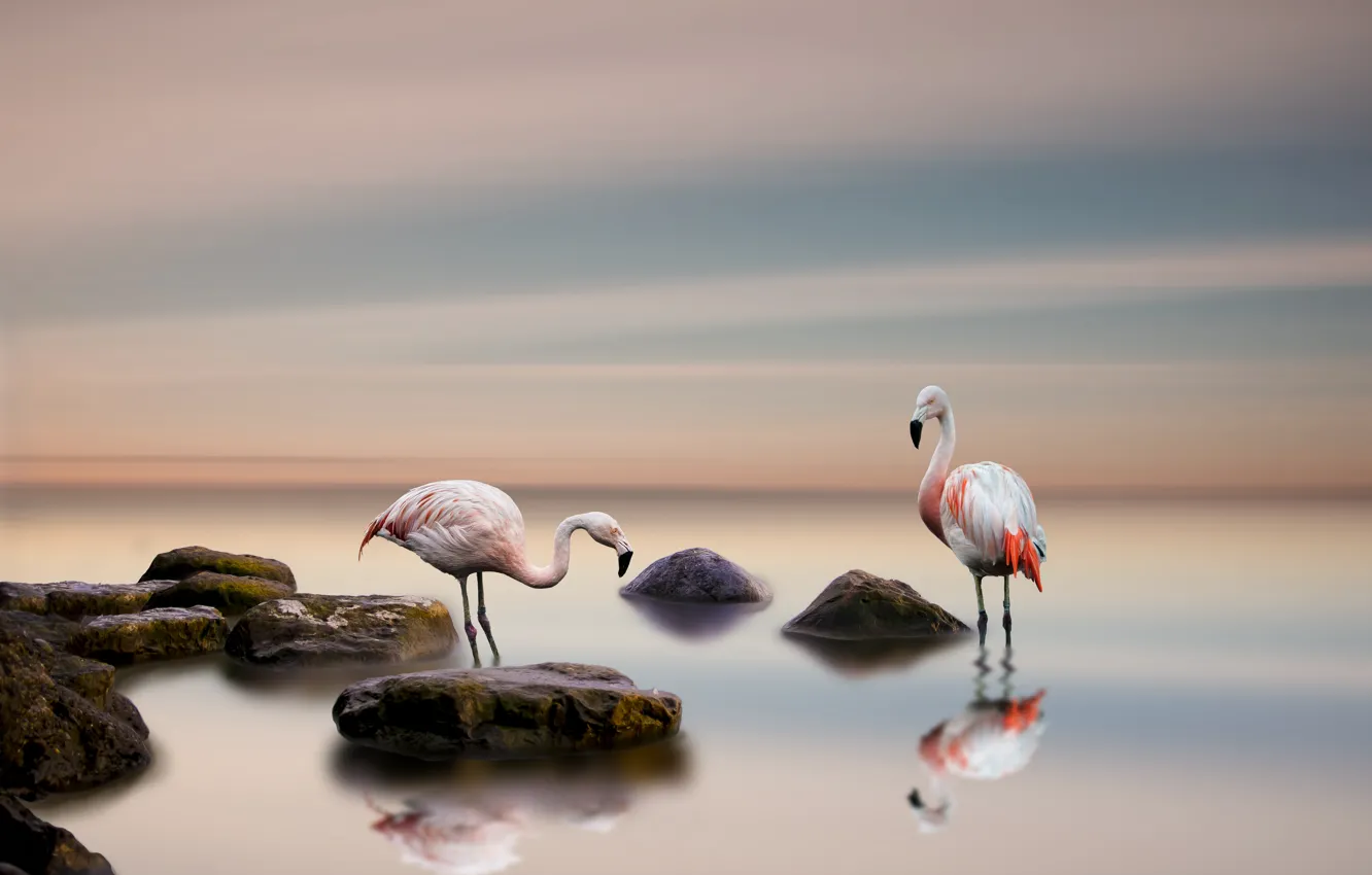 Фото обои птицы, фон, фламинго