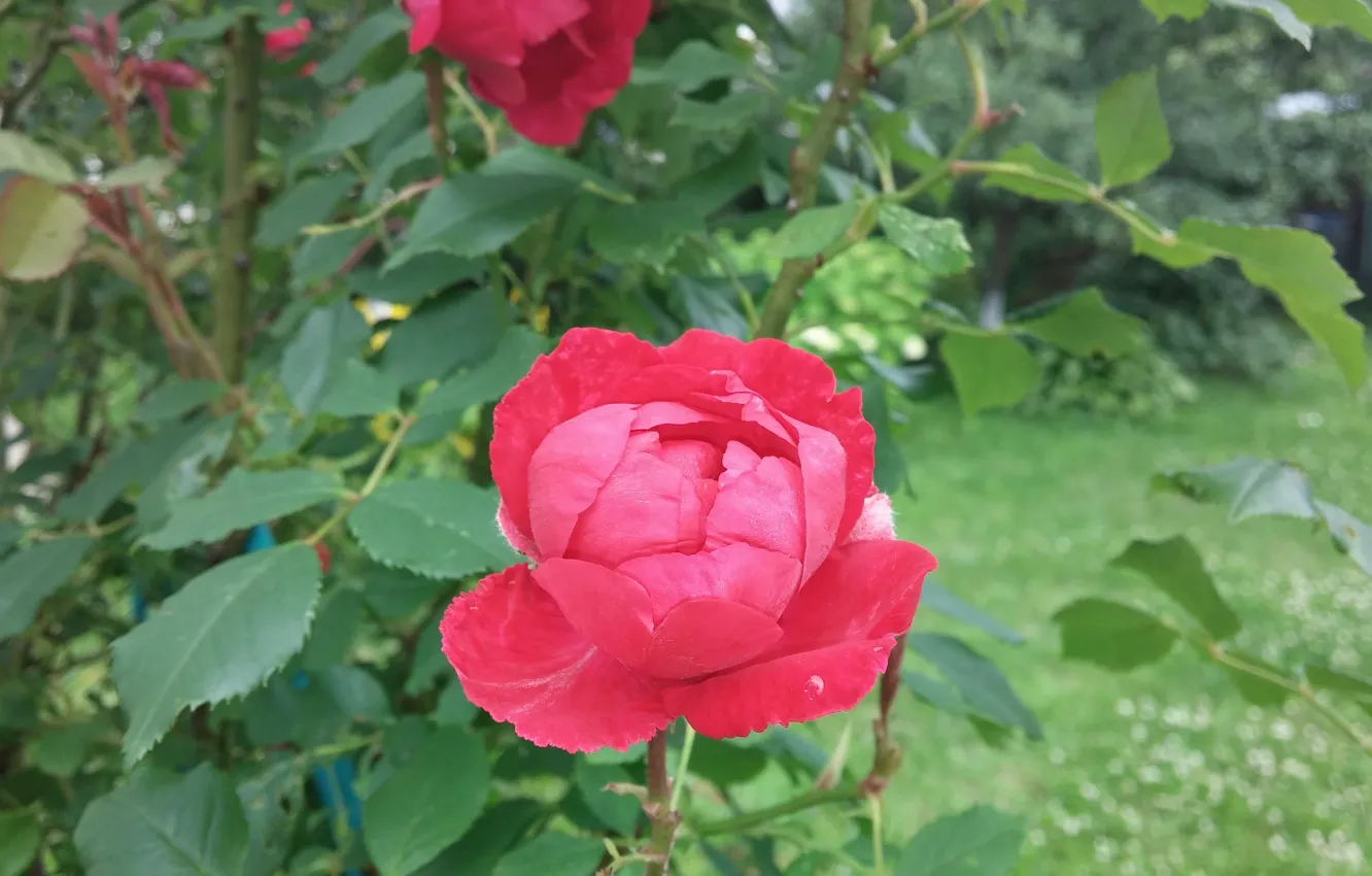 Фото обои цветок, роза, сад